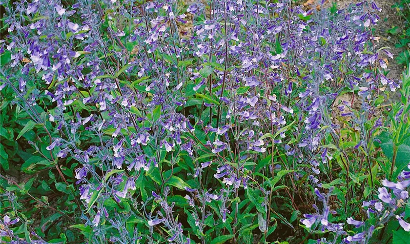 Penstemon heterophyllus 'Züriblau'