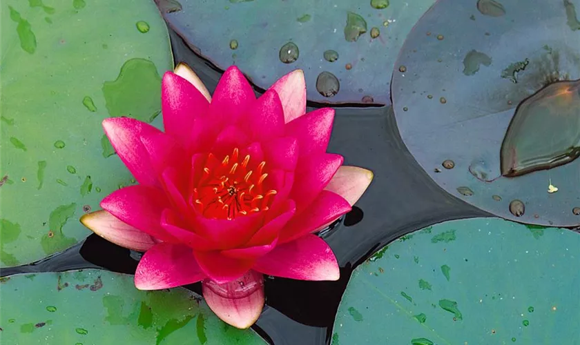 Nymphaea 'Gloriosa'