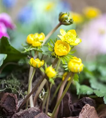 Winterlinge – erste Farbtupfer im winterlichen Garten