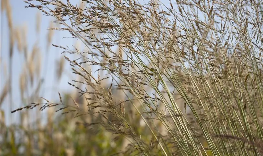 Molinia arundinacea 'Windspiel'