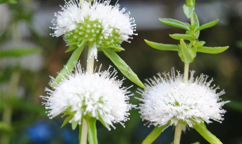 Mentha cervina 'Alba'