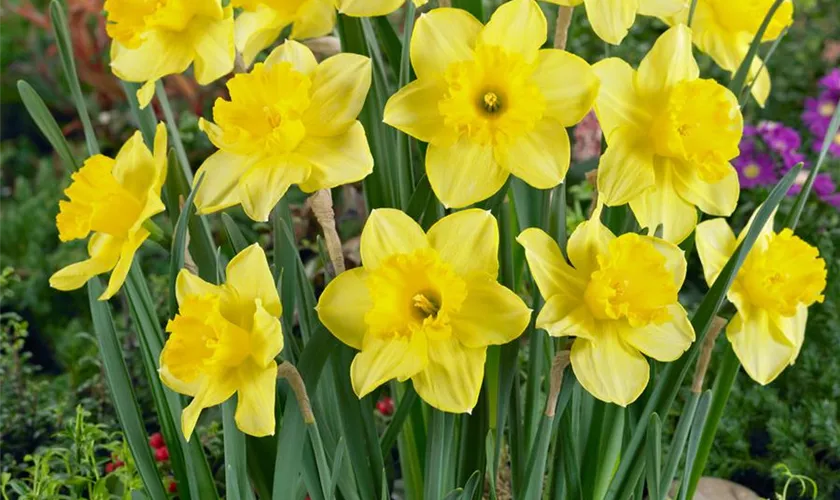 Narcissus 'Carlton'