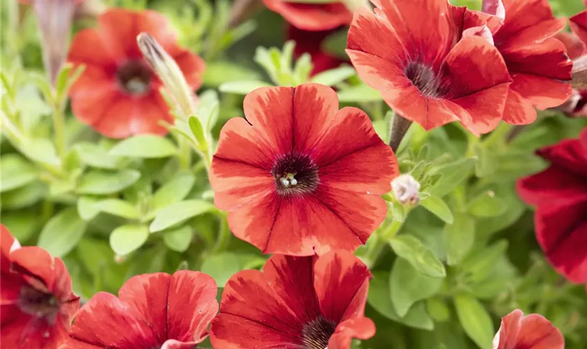 Petunia 'Sweetunia'