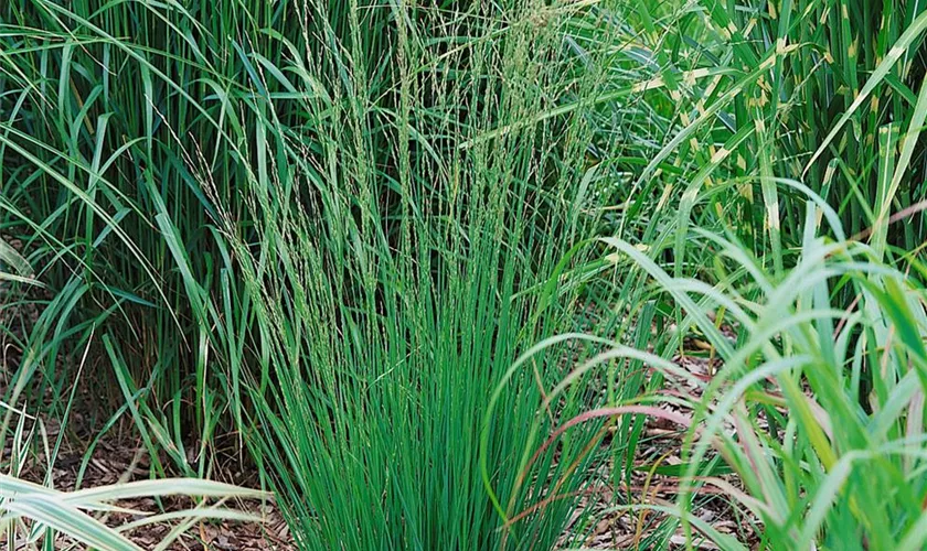 Molinia caerulea 'Heidebraut'