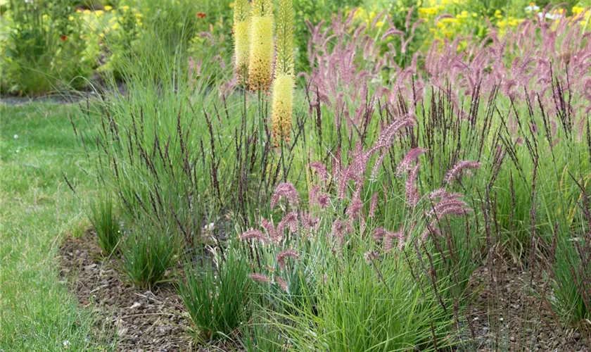 Pennisetum orientale 'Tall Tails'