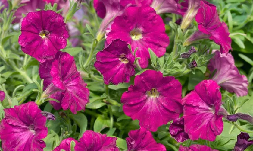 Petunia Tiny Tunia®