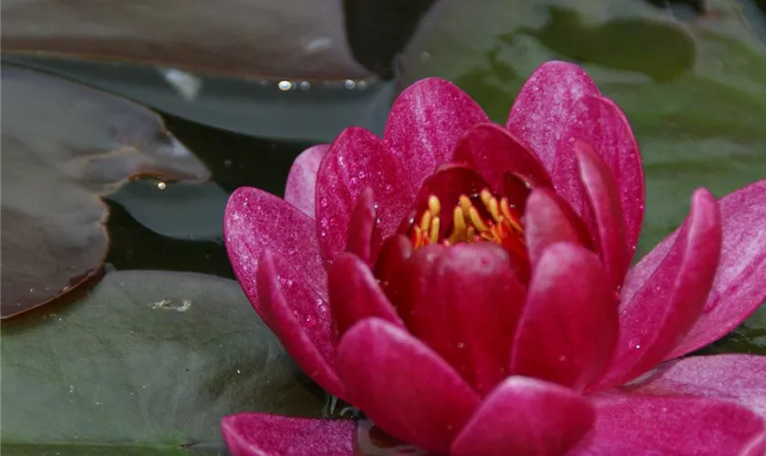 Nymphaea 'James Brydon'