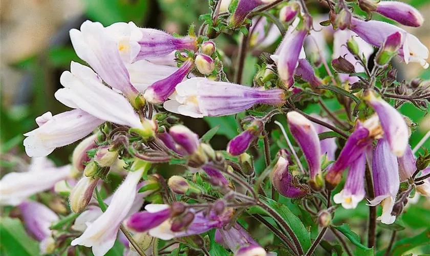 Rauhaariger Garten-Bartfaden 'Pygmaeus'