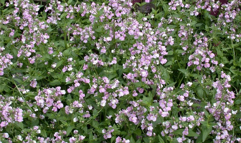 Nemesia denticulata 'Rose Confetti'