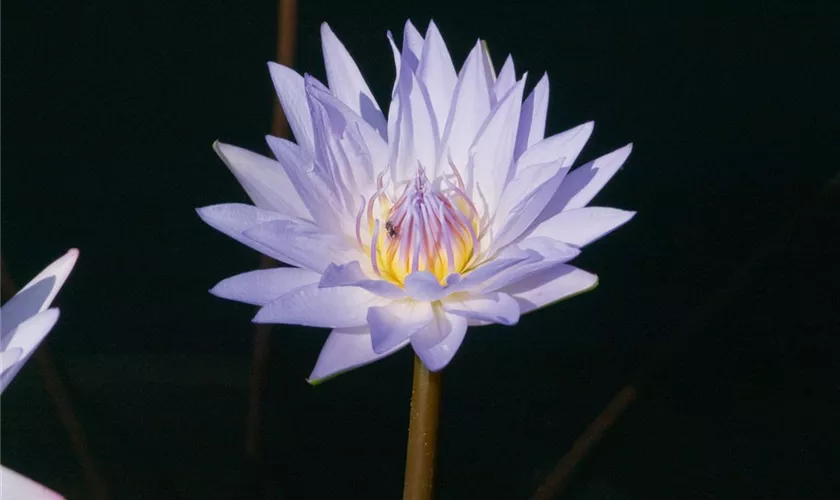 Nymphaea 'Madame Ganna Walska'