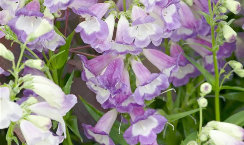 Penstemon mexicale 'Carillo Purple'