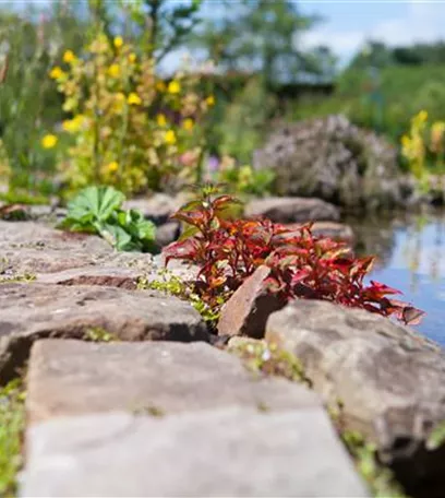 Gartenteich easy going - so klappt's