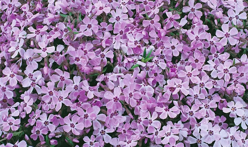 Phlox subulata 'Fort Hill'