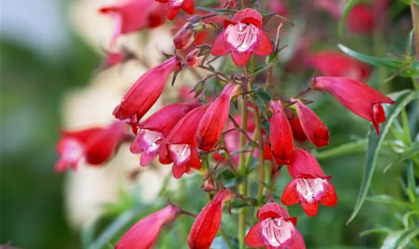 Penstemon mexicale 'Carillo Red'