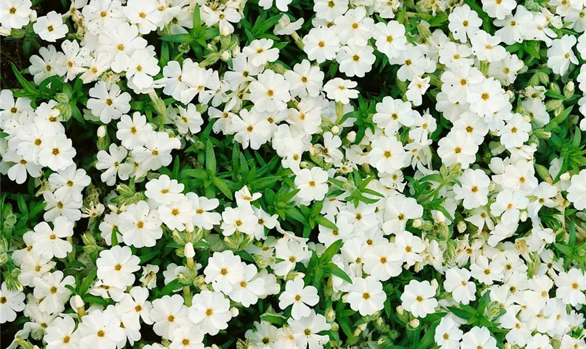 Phlox subulata 'Maischnee'