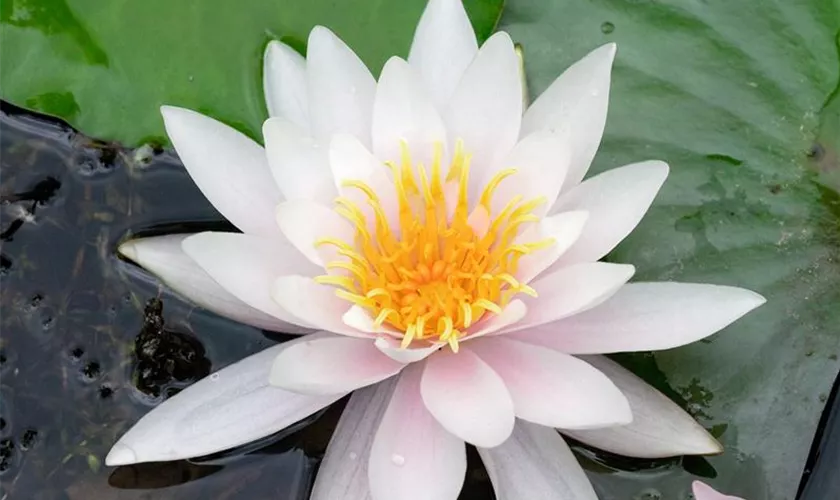 Nymphaea 'Marliacea Carnea'