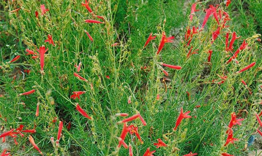 Penstemon pinifolius