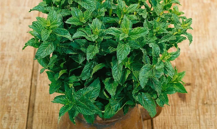 Mentha species 'Tomentosa'