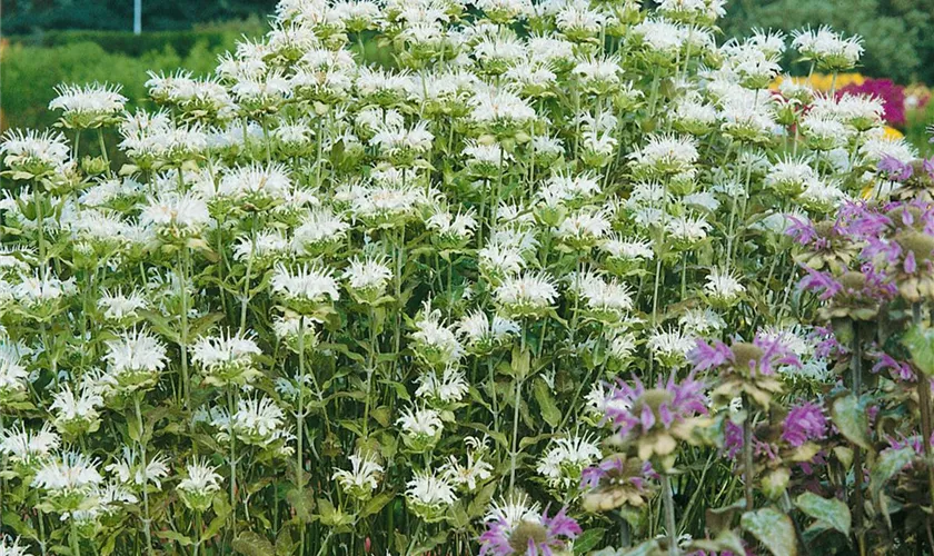 Monarda fistulosa 'Schneewittchen'