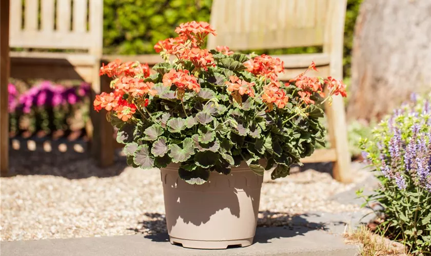 Zonal-Pelargonie 'Accent Brocade Fire'