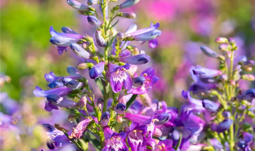 Penstemon 'Pristine'