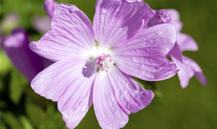 Malva moschata 'Rosea'