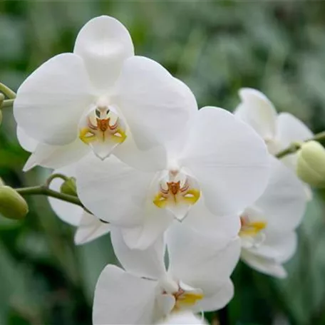 Phalaenopsis 'Balletto'