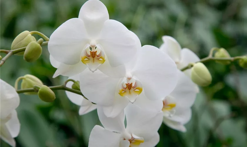 Phalaenopsis 'Balletto'