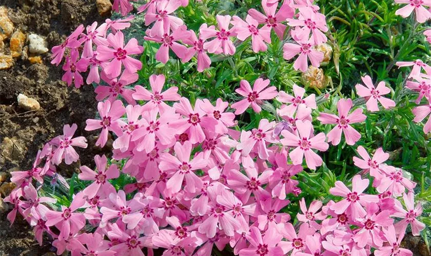 Phlox subulata 'Samson'