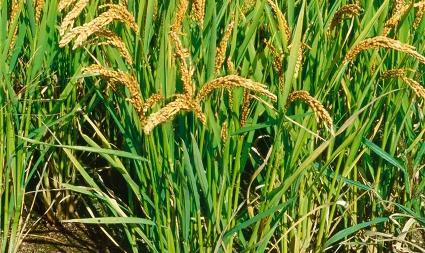 Oryza sativa