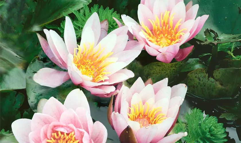 Nymphaea 'Marliacea Rosea'