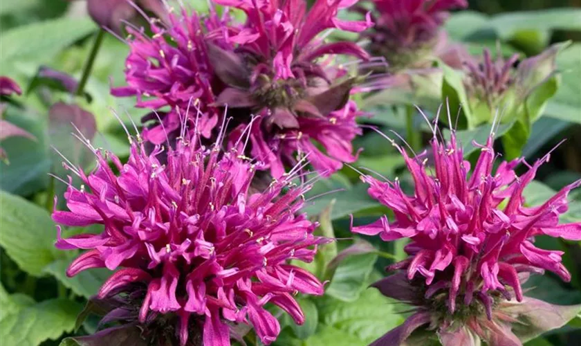 Monarda didyma 'Bee-Happy'®