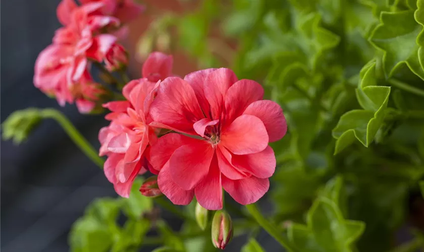 Pelargonium 'Apricot'