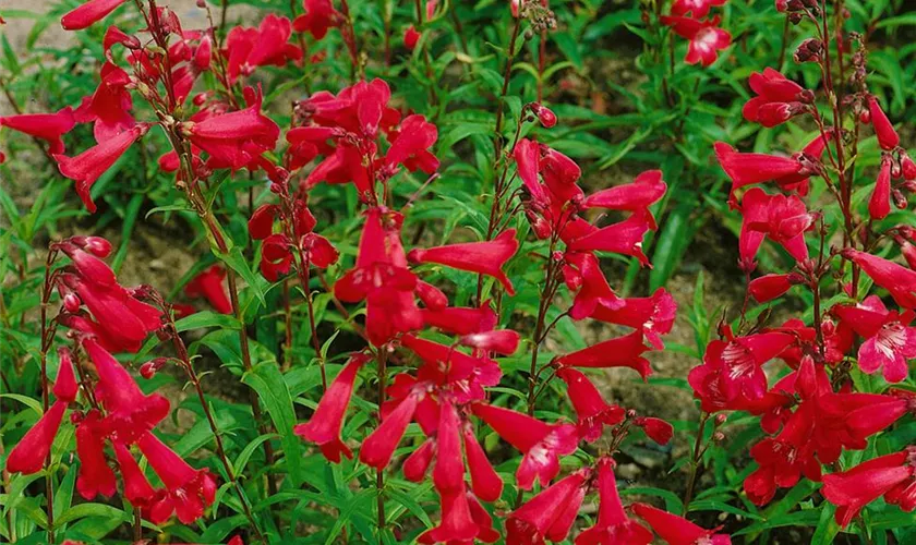 Penstemon 'Rich Ruby'