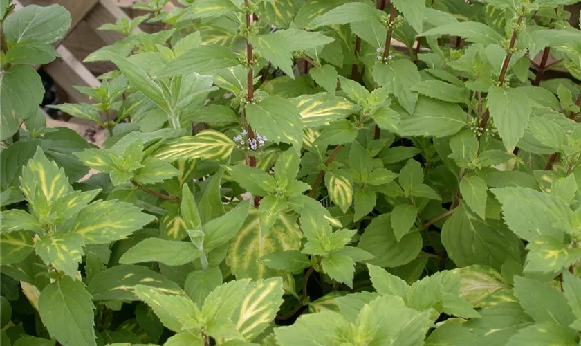 Mentha spicata 'Emerald & Gold'