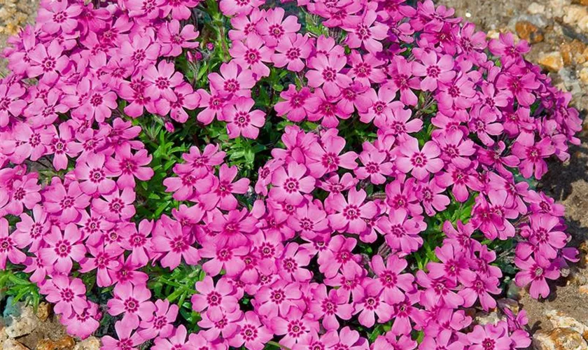 Phlox subulata 'Zwergenteppich'