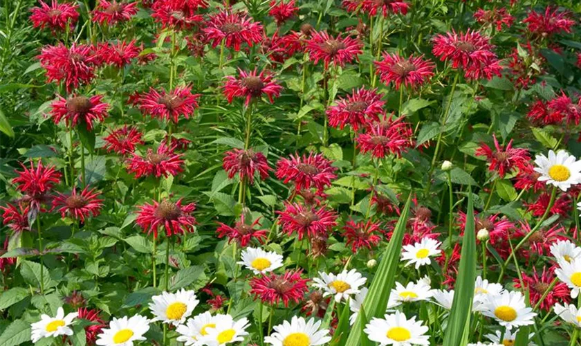 Monarda didyma 'Jacob Cline'