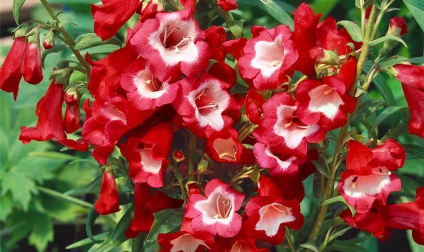 Penstemon 'Rubicunda'