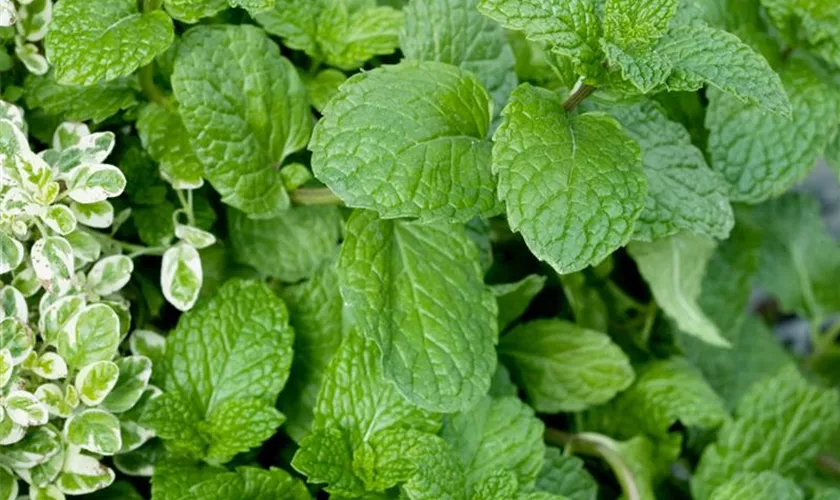 Mentha spicata 'Granada'