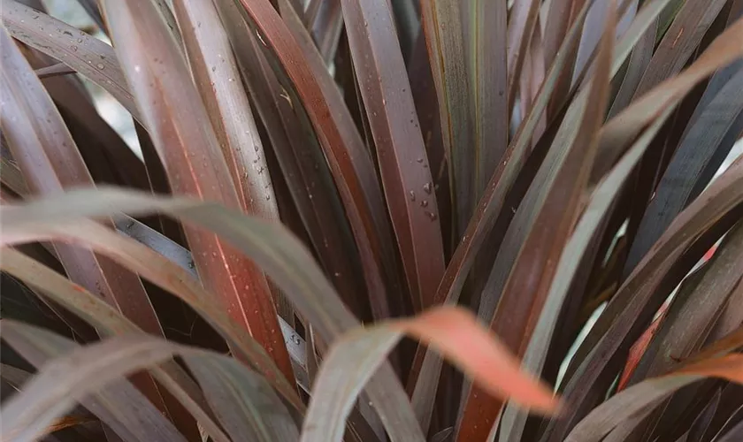 Phormium 'Platt´s Black'