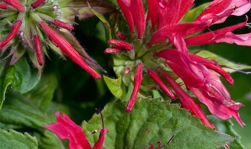 Monarda didyma 'Pink Supreme'®