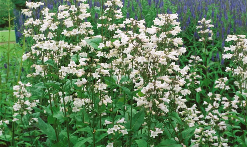 Penstemon 'Snow Flake'