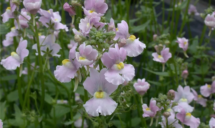 Nemesia 'Vanilla Mist'