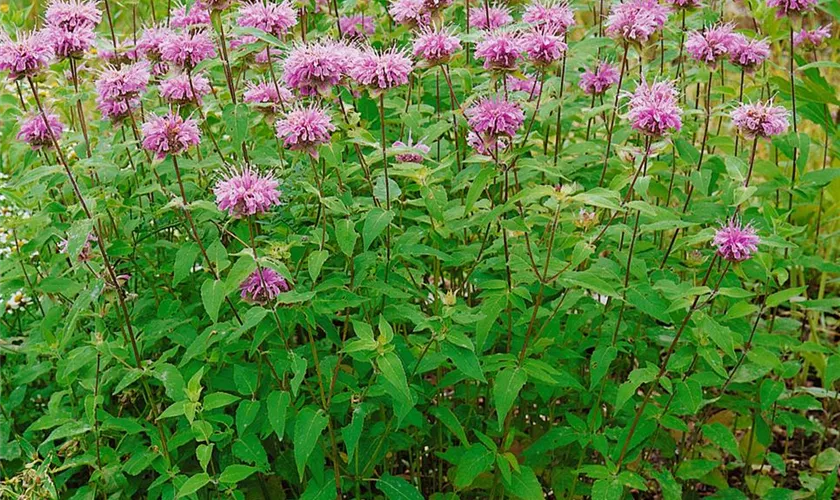 Monarda fistulosa 'Beauty of Cobham'