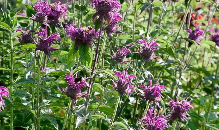 Monarda fistulosa 'Blaustrumpf'