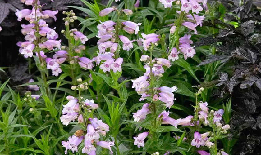 Penstemon 'Sour Grapes'