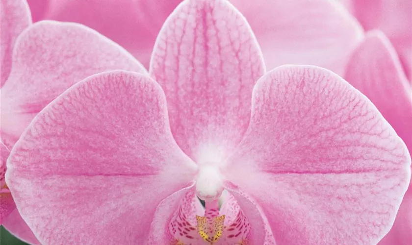 Phalaenopsis grandiflorum