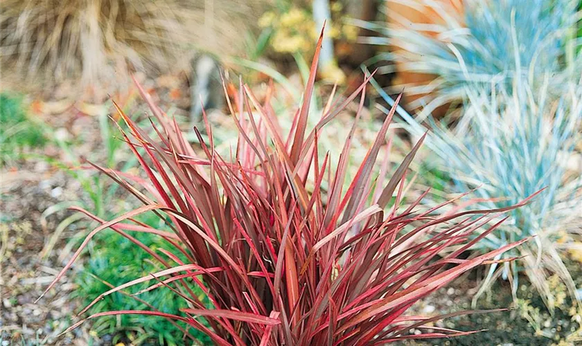 Phormium tenax 'Thumbelina'