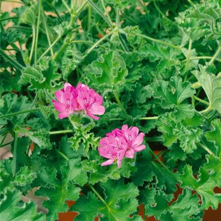 Duftgeranie 'Pink Capitatum'