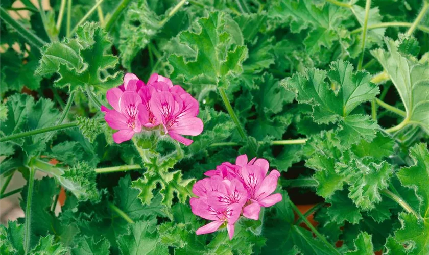 Pelargonium capitatum 'Pink Capitatum'